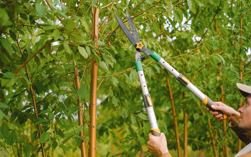Tree trimming in Valley Springs, SD
