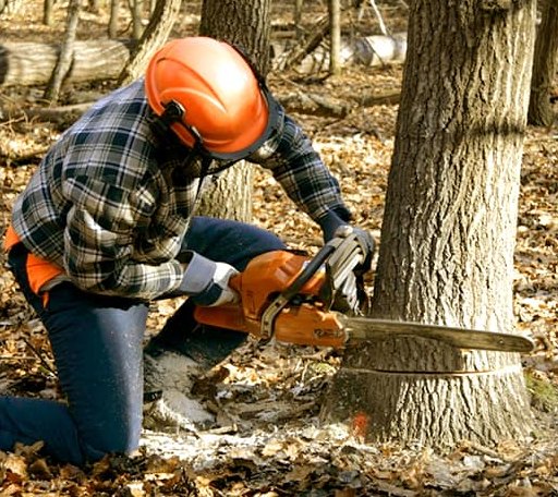 Tree Removal in Valley Springs, SD